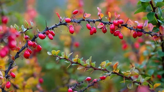 Berberis vulgaris berries and thorns