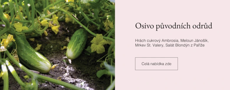Okurky rostoucí na vinici s květy v zahradním půdě.
