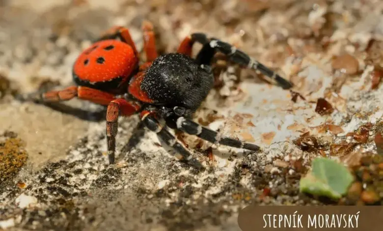 Moravský pavouk Stepník na kamenné ploše