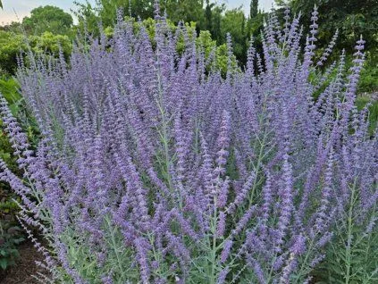 Fotografie kvetoucí ruské šalvěje Perovskia atriplicifolia v zahradě.