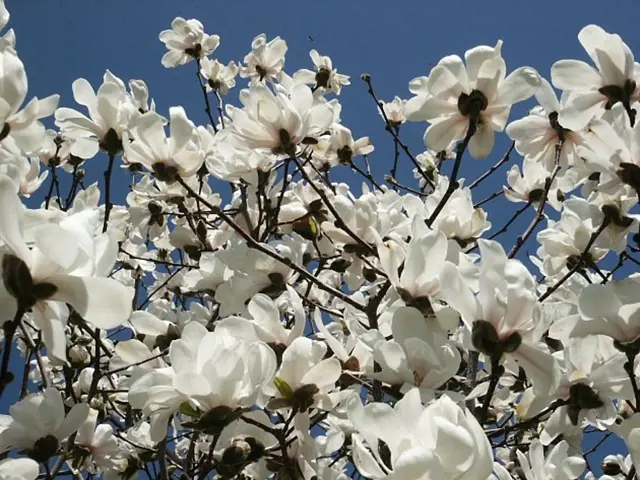 Bílé květy magnolie na modré obloze.