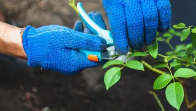 Ruční ostření okrasného keře na jaře zahradnickými nůžkami.