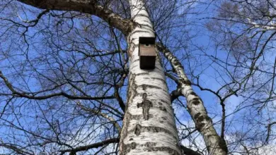 Dřevěný hnízdo na kmeni břízy pro přilákání ptáků.