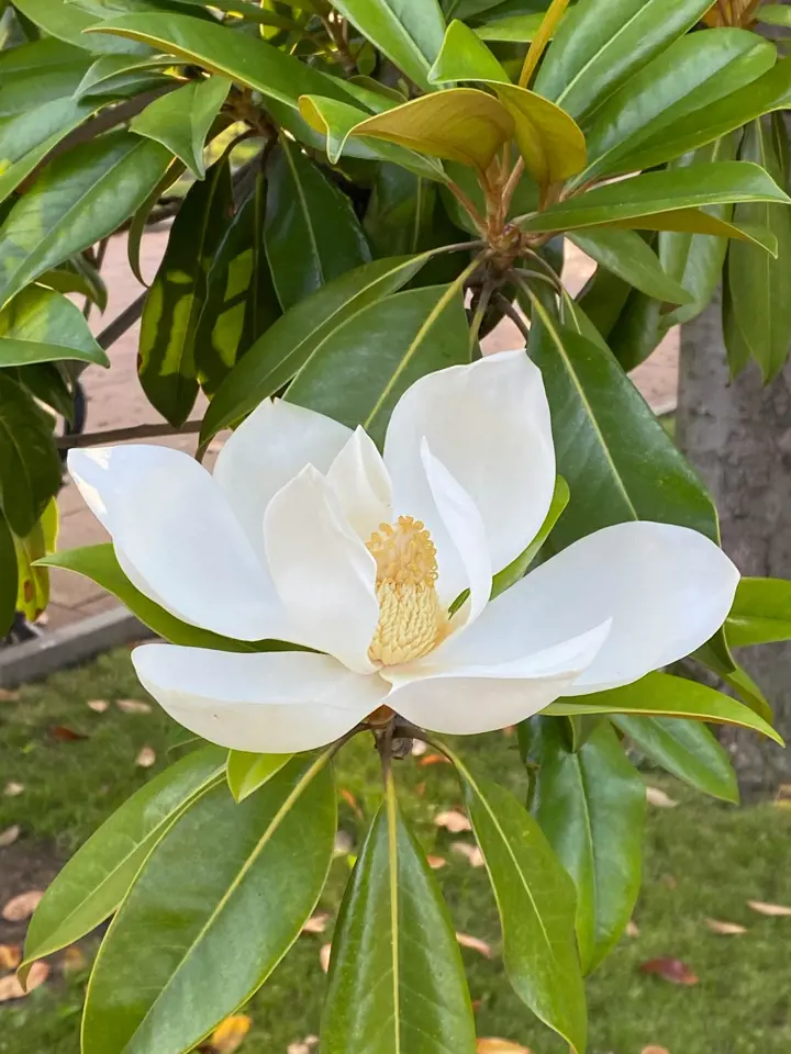 Bílá květina magnolie grandiflorové s lesklými zelenými listy.