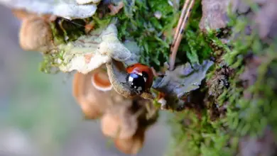 Seven-spotted ladybug on mossy bark