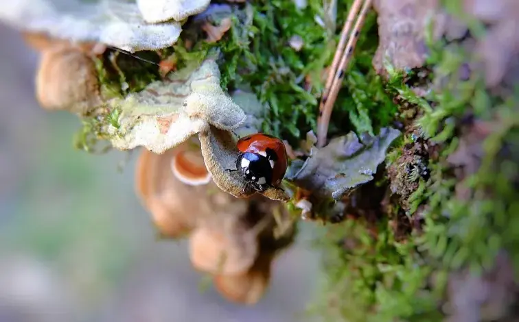Seven-spotted ladybug on mossy bark