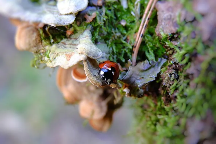 Seven-spotted ladybug on mossy bark