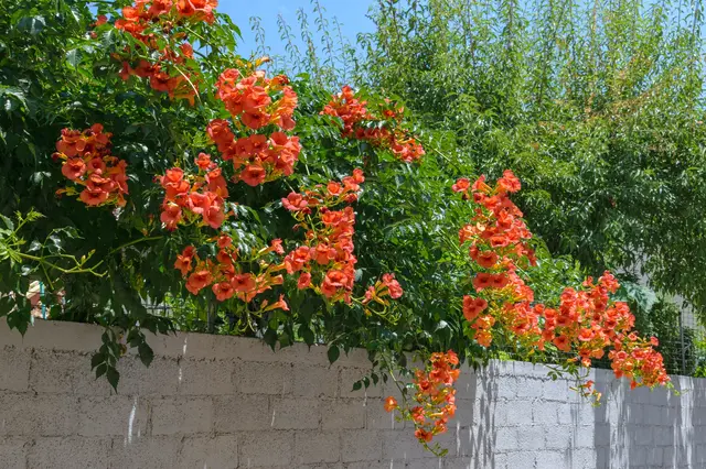 Jasné oranžové květy trubače rostoucí nad bílou zdí.