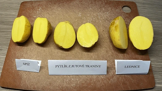 Porovnání brambor uložených v různých podmínkách po řezu.