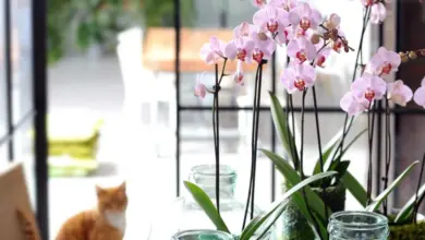 Růžová orchidej v skleněné váze na parapetu s kočkou.