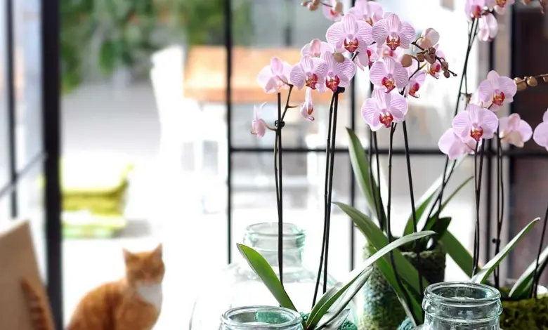 Růžová orchidej v skleněné váze na parapetu s kočkou.