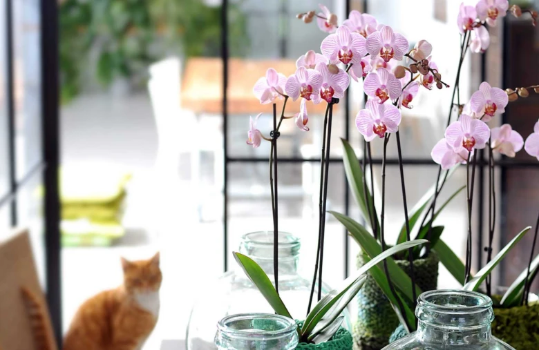 Růžová orchidej v skleněné váze na parapetu s kočkou.