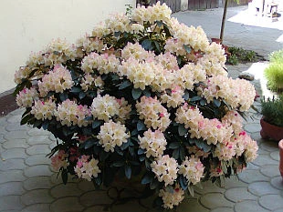 Květina rododendron v květináči s bílými a růžovými květy venku.