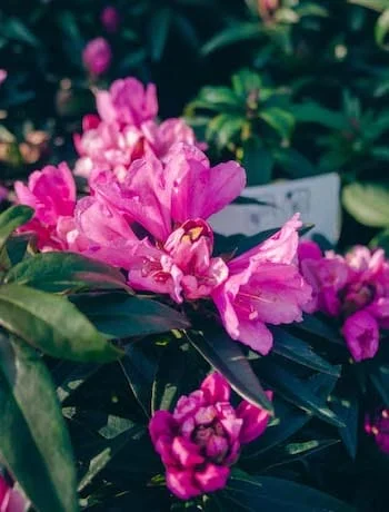 Rozkvetlý rododendron v květináči s růžovými květy.