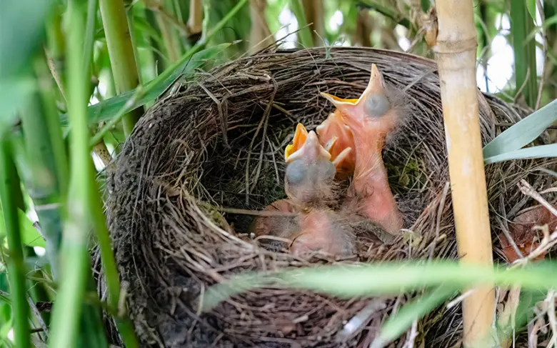 Dvě mláďata ptáků s otevřenými zobáky v hnízdě mezi rostlinami.