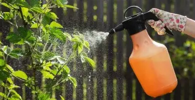 Osoba postřikuje rostlinu domácí směsí z oranžové lahvičky.