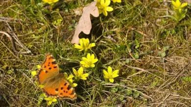 Oranžová motýlka sedí na prvních jarních žlutých květech.