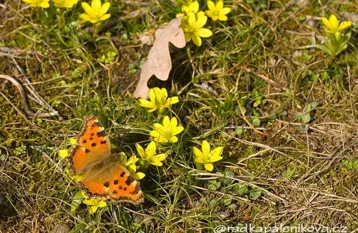 Oranžová motýlka sedí na prvních jarních žlutých květech.