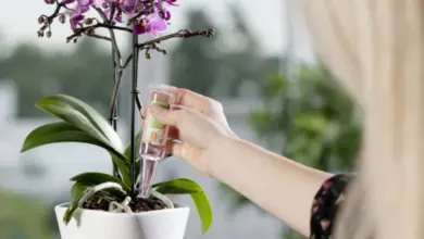 Osoba zalévá fialovou orchidej tekutým hnojivem.