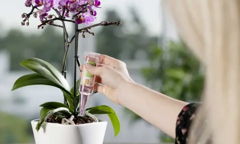 Osoba zalévá fialovou orchidej tekutým hnojivem.