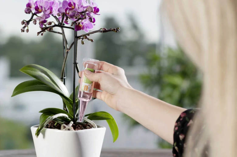 Osoba zalévá fialovou orchidej tekutým hnojivem.