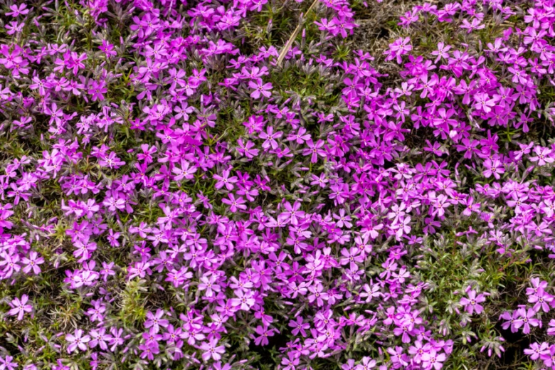 Fialové kvetoucí rostliny jako půdopokryvná úprava pro zahradu.
