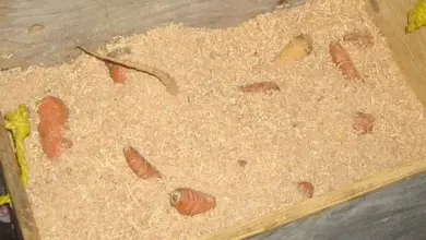 Kořenová zelenina uložená v dřevěném bedně s pilinami.