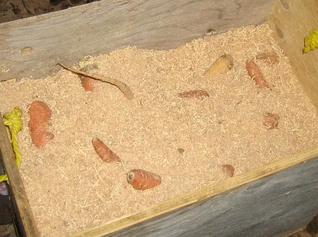 Kořenová zelenina uložená v dřevěném bedně s pilinami.