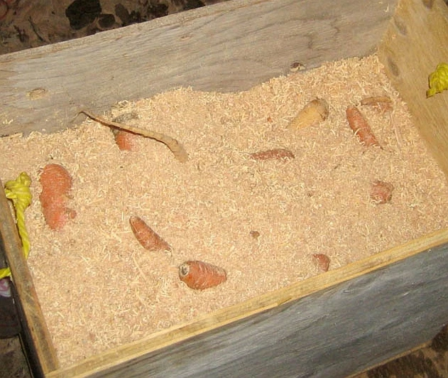 Kořenová zelenina uložená v dřevěném bedně s pilinami.