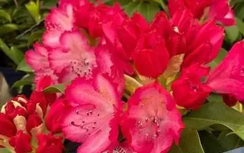 Rozkvetlý rododendron v květináči s jasnými růžovými květy.