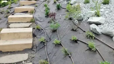 Zahradní svah s dřevěnými schody a zavlažováním pro rostliny.