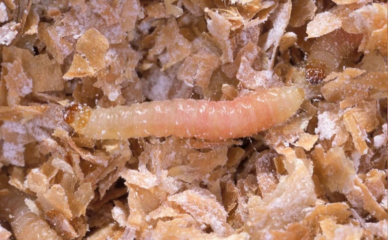 Bílý larva potravinového mola na obilninách v kuchyni.