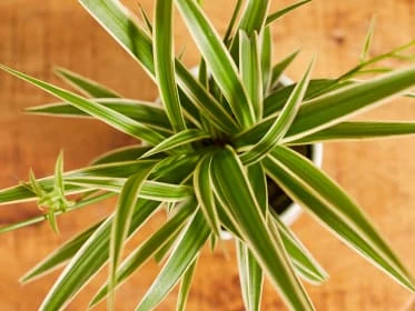 Spider plant in pot