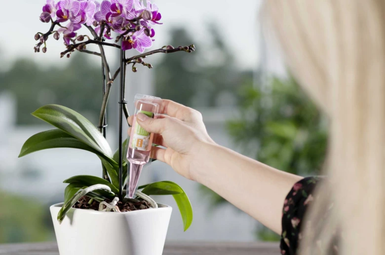 Člověk zalévá fialovou orchidej tekutým hnojivem.