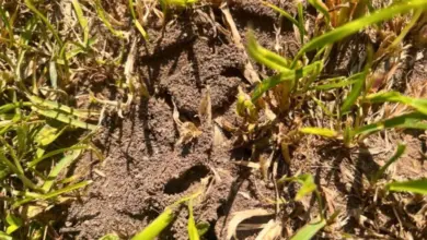 Ant hill in grass