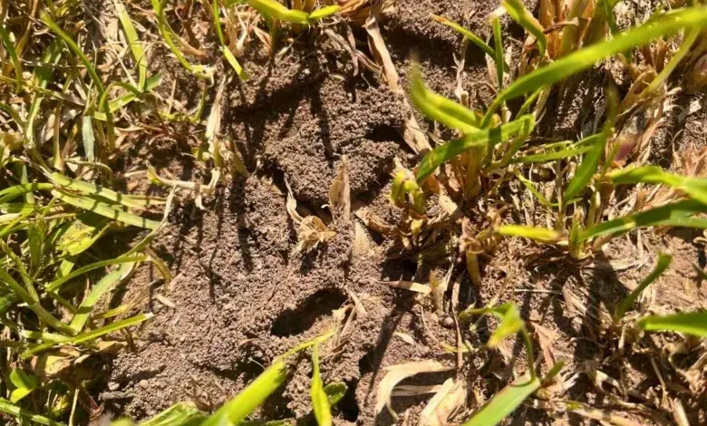 Ant hill in grass