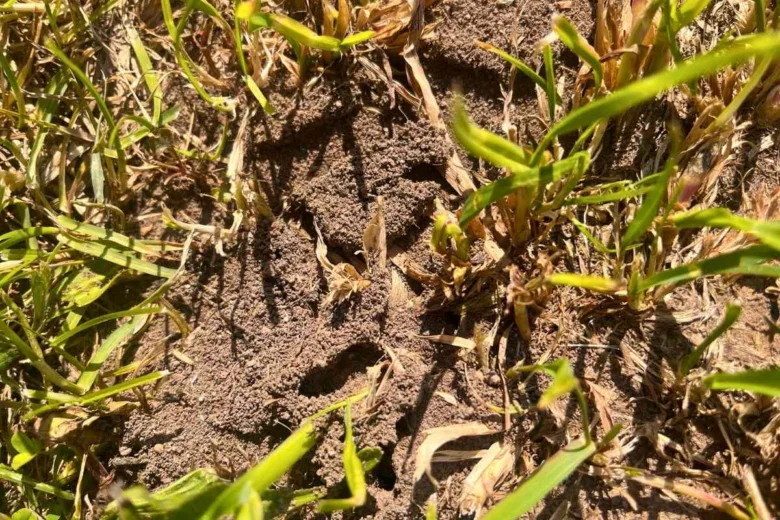 Ant hill in grass